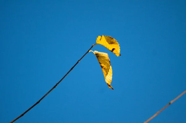 背景に濃紺の空を背景に 秋の黄色の葉をクローズアップ — ストック写真