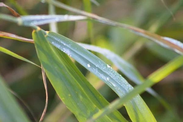 Reed Water Drops Close View Selective Focus Foreground — Stock Photo, Image