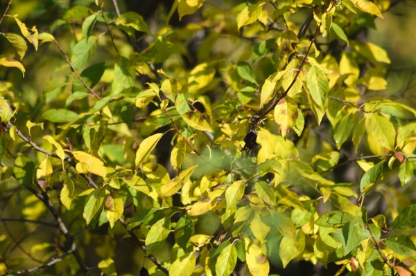 Φθινοπωρινή Κίτρινη Αμερικανική Γλυκόπικρη Φύλλα Close Άποψη Επιλεκτική Εστίαση Πρώτο — Φωτογραφία Αρχείου