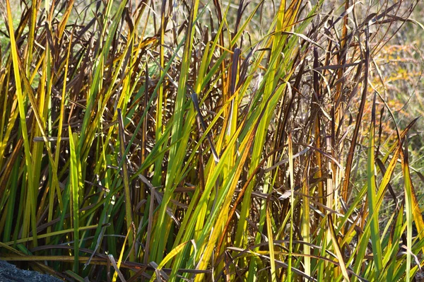 Verde Amarelo Liso Cordgrass Folhas Close Vista Com Foco Seletivo — Fotografia de Stock