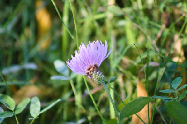 Zauważono Knapweed Kwiat Kwiat Bliska Widok Rozmytym Tle — Zdjęcie stockowe