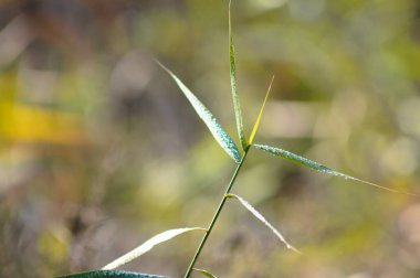 Reed kanarya otu, arka planı bulanık.