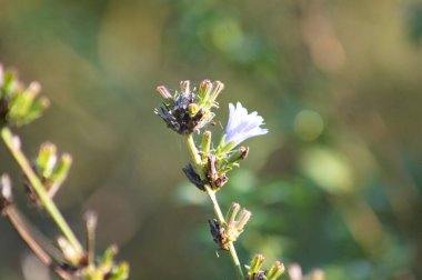 Bulanık arkaplan ile çiçek yakın görüntüde yaygın hindiba rengi