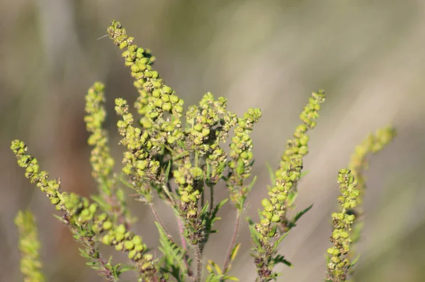 Fleur Annuelle Ambroisie Herbe Poux Prête Fleurir Vue Rapprochée Avec — Photo