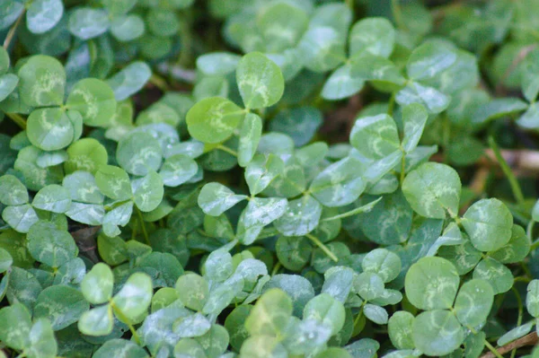 White Clover Green Leaves Close View Selective Focus Foreground — Stock Photo, Image