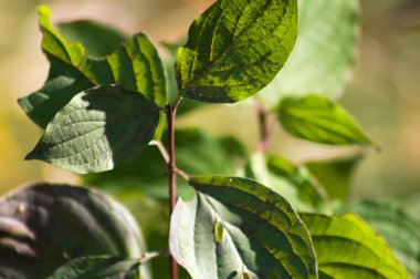 Genel köpek ağacı yaprakları, arka planda bulanık olan yakın plan görüntüsü