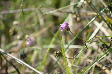 Çiçek açan yakın plan görüntüsü ve seçici ön plan odaklı tatlı huysuz