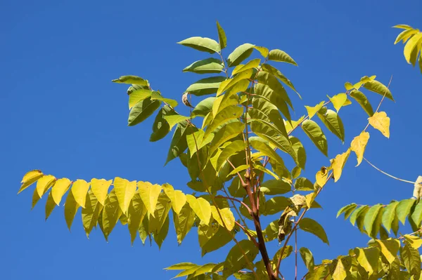 Осеннее Золотое Дерево Неба Листья Крупным Планом Вид Темно Синего — стоковое фото