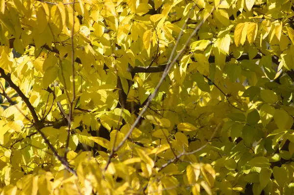 Höstens Gula Vanliga Hackberry Blad Närbild Med Selektivt Fokus Förgrunden — Stockfoto