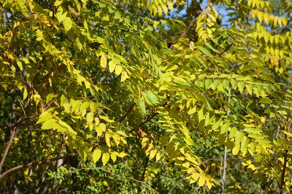 Autumnal Yellow Tree Heaven Leaves Close View Selective Focus Foreground — Stock Photo, Image