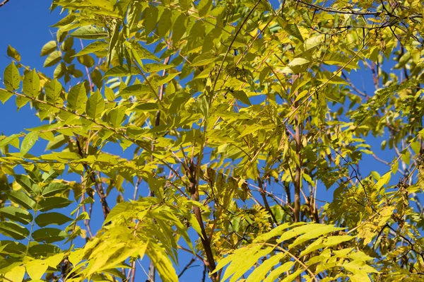 Осеннее Золотое Дерево Неба Листья Крупным Планом Вид Голубым Небом — стоковое фото