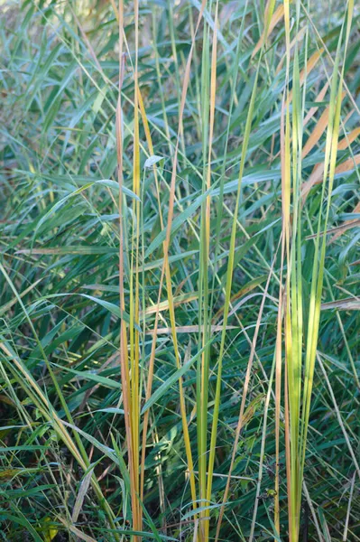 Reed Kanariefågel Gräs Närbild Med Selektivt Fokus Förgrunden — Stockfoto