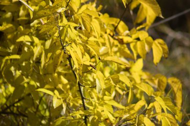 Sonbaharda sık rastlanan böğürtlen yaprakları ön plana seçici bir şekilde odaklanmış yakın plan görüntüsü