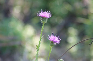 Alp devedikeni çiçekleri bulanık arkaplan ile yakın plan çiçek açarlar