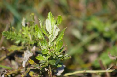 Sürünen devedikeni arkaplanı bulanık olan yakın plan yaprakları