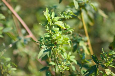 Fasulye yoncası arkaplanı bulanık olan yakın plan yaprakları