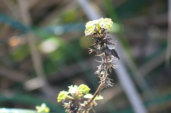 Çiçek Açan Kenevir Isırganının Yakın Plan Bulanık Görünümü — Stok fotoğraf