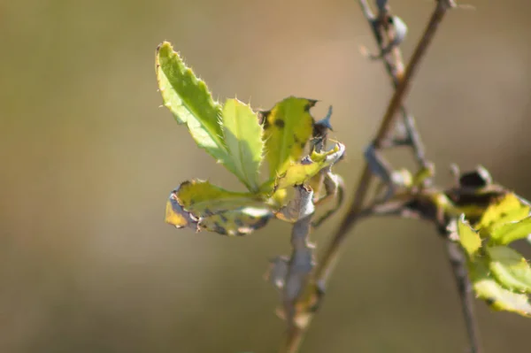 Sürünen Devedikeni Arkaplanı Bulanık Olan Yakın Plan Yaprakları — Stok fotoğraf