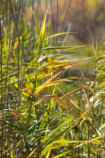 Herbstgelbes Schilf Nahaufnahme Mit Selektivem Fokus Auf Den Vordergrund — Stockfoto