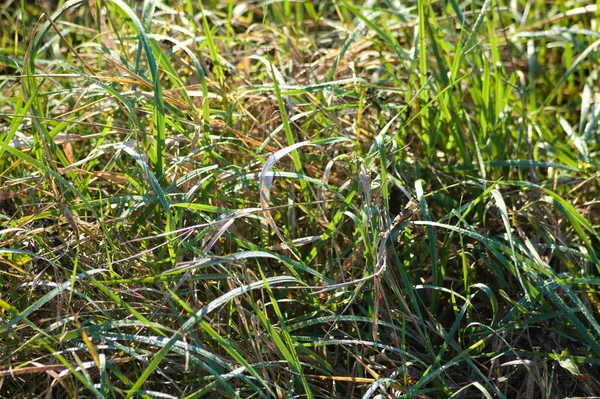 Broadleaf Cattail Leaves Close View Dengan Selektif Fokus Pada Latar — Stok Foto