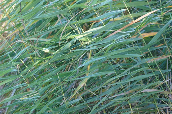 Reed Comum Verde Deixa Vista Close Com Foco Seletivo Primeiro — Fotografia de Stock