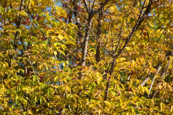Autumnal golden box elder leaves close-up view with selective focus on foreground