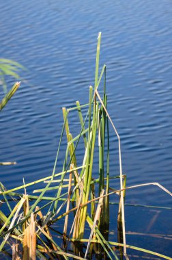 Broadleaf Cattail yakın çekim görüntüsü ve dalgalı mavi göl arkası