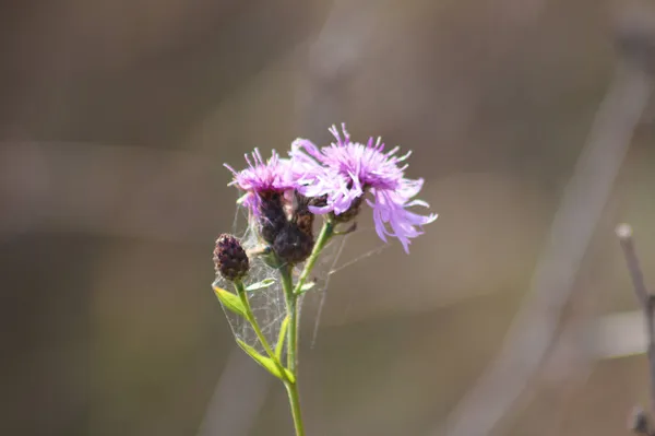 背景がぼやけている花のクローズアップビューで発見されたナップウィード — ストック写真