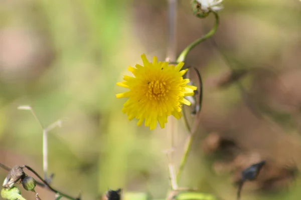 Стройный Цветок Sowthistle Цвету Крупным Планом Зрения Размытым Фоном — стоковое фото