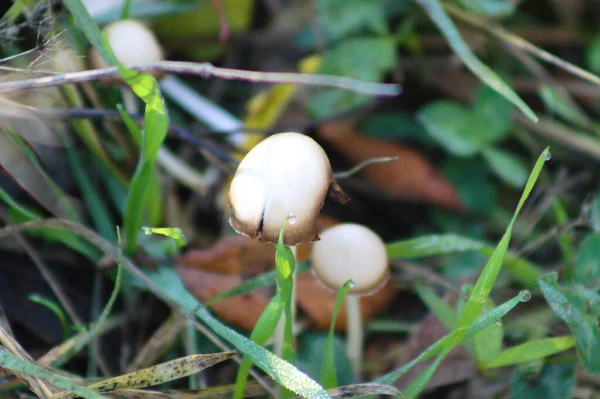 Cogumelos Tubariaceae Vista Perto Com Foco Seletivo Primeiro Plano — Fotografia de Stock