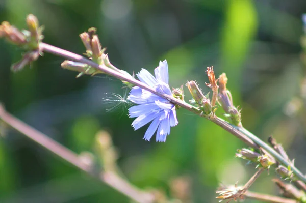 Almindelig Cikorie Blomst Close Visning Med Selektiv Fokus Forgrund - Stock-foto