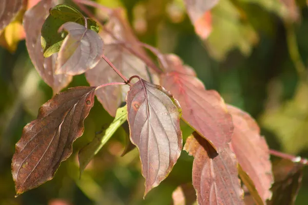 Rote Herbstliche Pagode Hartriegel Lässt Nahsicht Mit Selektivem Fokus Auf lizenzfreie Stockbilder