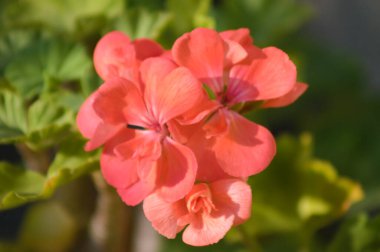 Çiçek açan zonal sardunya ön planda seçici bir odak ile yakın plan görünümü