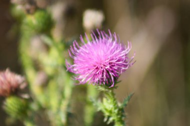 Çiçek açan tüysüz dikeni, bulanık arkaplan ve yakın plan görüntüsü