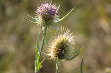 Bulanık arkaplanı olan yabani çay çekirdekleri yakın plan görüntüsü