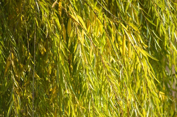 Herbstliche Gelbe Trauerweide Blättert Nahaufnahme Mit Selektivem Fokus Auf Den — Stockfoto