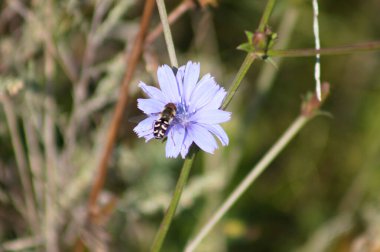 Mavi hindiba çiçeğinin üzerinde uçan kanatlı sinekler. Arka planda bulanık bir görüntü.