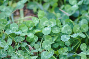 Yeşil beyaz yonca ön planda seçici odaklı yakın plan görüntüsü bırakır