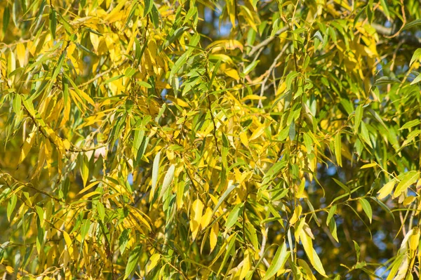 Φθινοπωρινή Χρυσή Μαύρη Καρυδιά Φύλλα Close Άποψη Επιλεκτική Εστίαση Πρώτο — Φωτογραφία Αρχείου