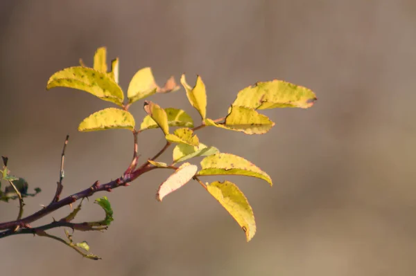 Bataklık Gülü Yapraklarının Yakın Plan Bulanık Arkaplan — Stok fotoğraf