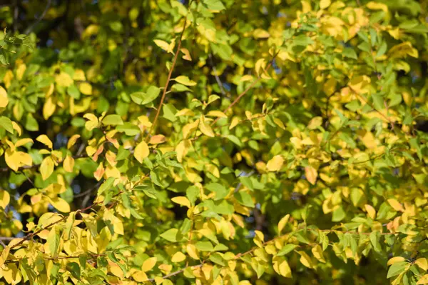 Höstens Gyllene Drömdroppar Lämnar Närbild Med Selektivt Fokus Förgrunden — Stockfoto