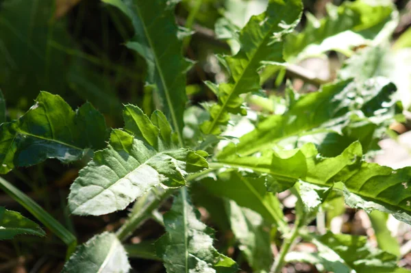 Kruipende Distel Groene Bladeren Close Zicht Met Selectieve Focus Voorgrond — Stockfoto