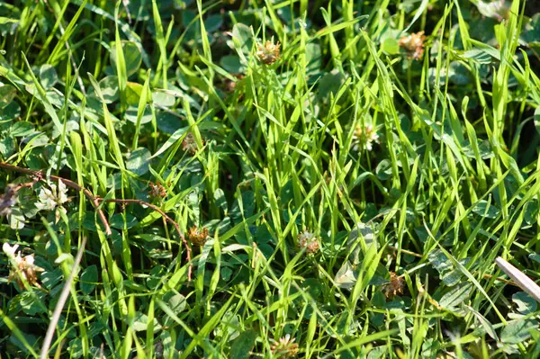 Vue Rapprochée Herbe Verte Avec Accent Sélectif Sur Premier Plan — Photo