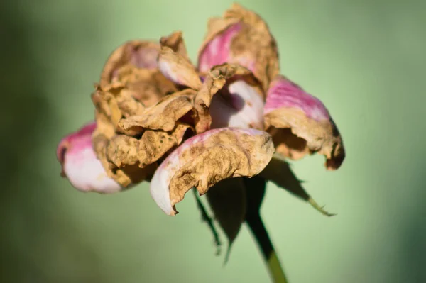 Autumnal Semi Dried Rose Flower Close View Blurred Background — Stock Photo, Image