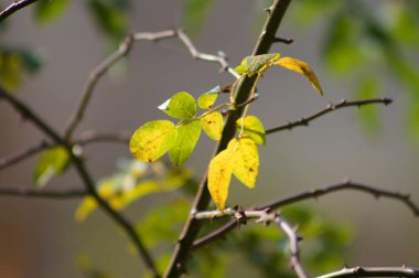 Sonbahar multiflora gülü ön plana seçici bir odaklanma ile yakın plan görüntüsü bırakır