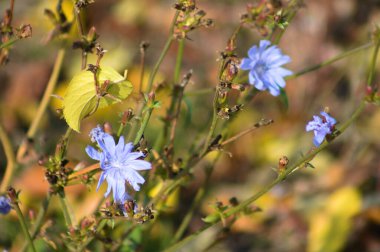 Bulanık arkaplan ile çiçek yakın görüntüsünde yaygın olarak görülen sıcak renkler