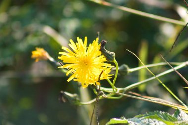 Bulanık arkaplan ve yakın plan çiçek açan daimi dişi domuz.