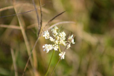 Bulanık arkaplanı olan vahşi havuç kızılötesi yakın plan görüntüsü