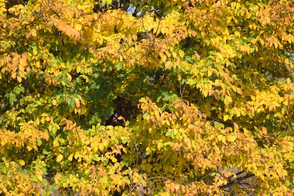 秋の黄金のアメリカブナは 前面に選択的な焦点を当ててクローズアップビューを残します — ストック写真