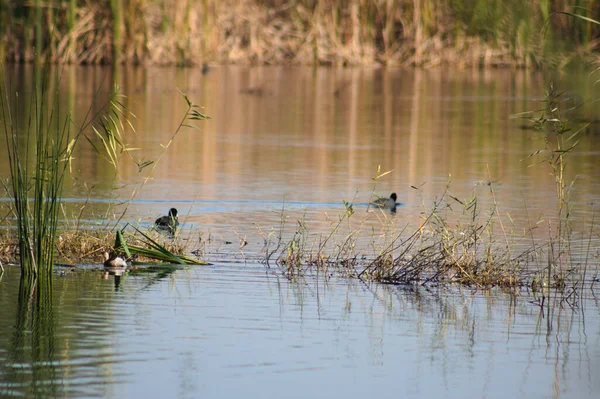 Автономна Тростина Птахи Відображаються Рваному Озері Вид — стокове фото